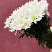 White Chrysanthemum Bunch