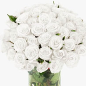 White Roses