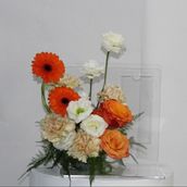 Tangerines Orange 