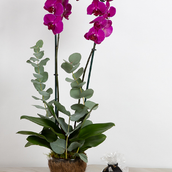 Orchid Gardens 2