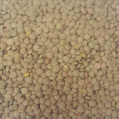 Green Lentil 1 Kg