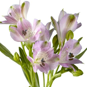 Alstoemeria Purple