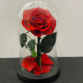 Red Color Forever Rose 090