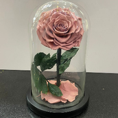Peach Color Forever Rose 092