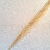 Cortaderia Bleach