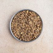Lentil