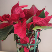 Poinsettia Plant