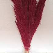 Cortaderia Red