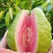 Normal/Pink Guava