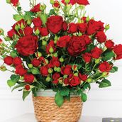 Spray Rose