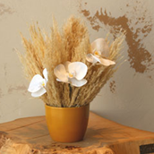 Pampas Dry