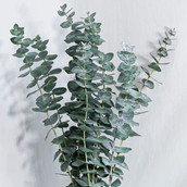 Eucalyptus For Home Hpf316