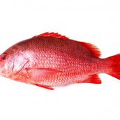 Red Snapper