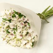 White Alstroemeria Bouquet