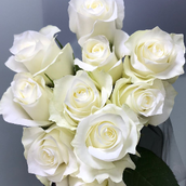 10 Pure White Roses Hpf322