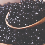 Black Caviar 