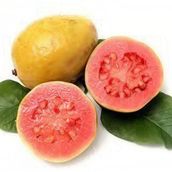 Red Guava
