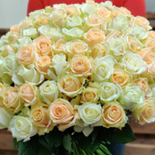 101 Peach And White