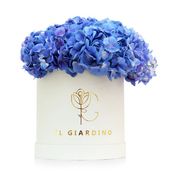 Medium White  Box Of  Blue Hydrangea