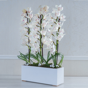 White Orchid Stems 