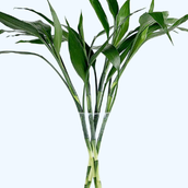 Office Bamboo