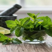 Fresh Mint