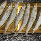 Capelin Fish