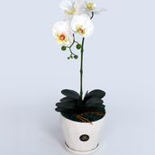 White Delight
