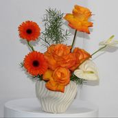 Tropical Orange 