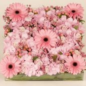 Blush Box